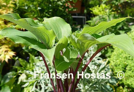 Hosta Lady in Red